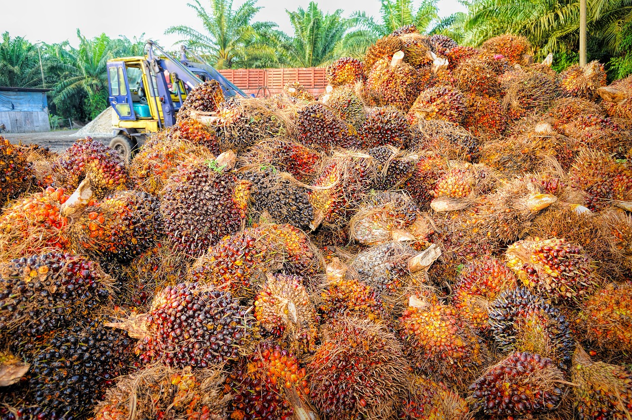 Prospect of Palm Oil Prices