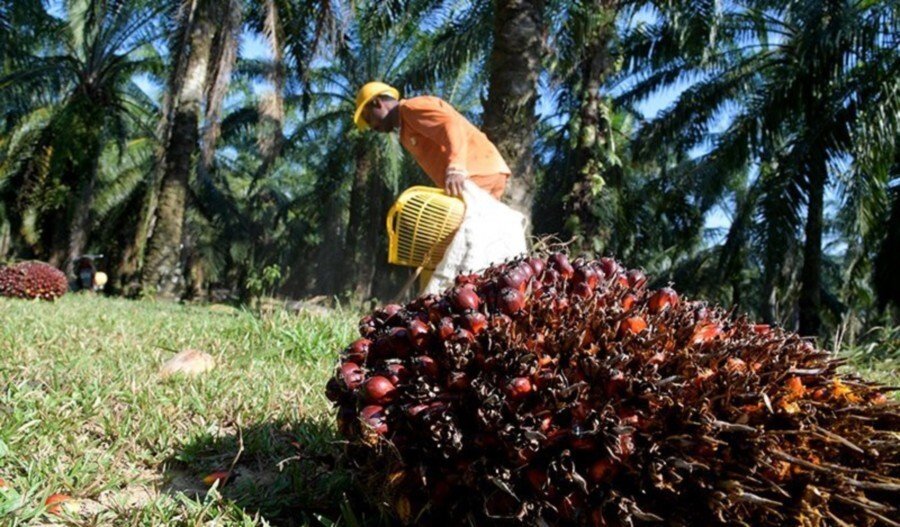 Importance of Media Framing, Advocacy about Palm Oil