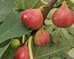 Figs Leaves as Edible Garden Herbs
