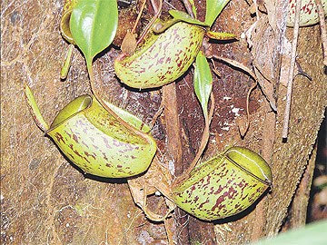 Spesies Periuk Kera Hutan Terancam