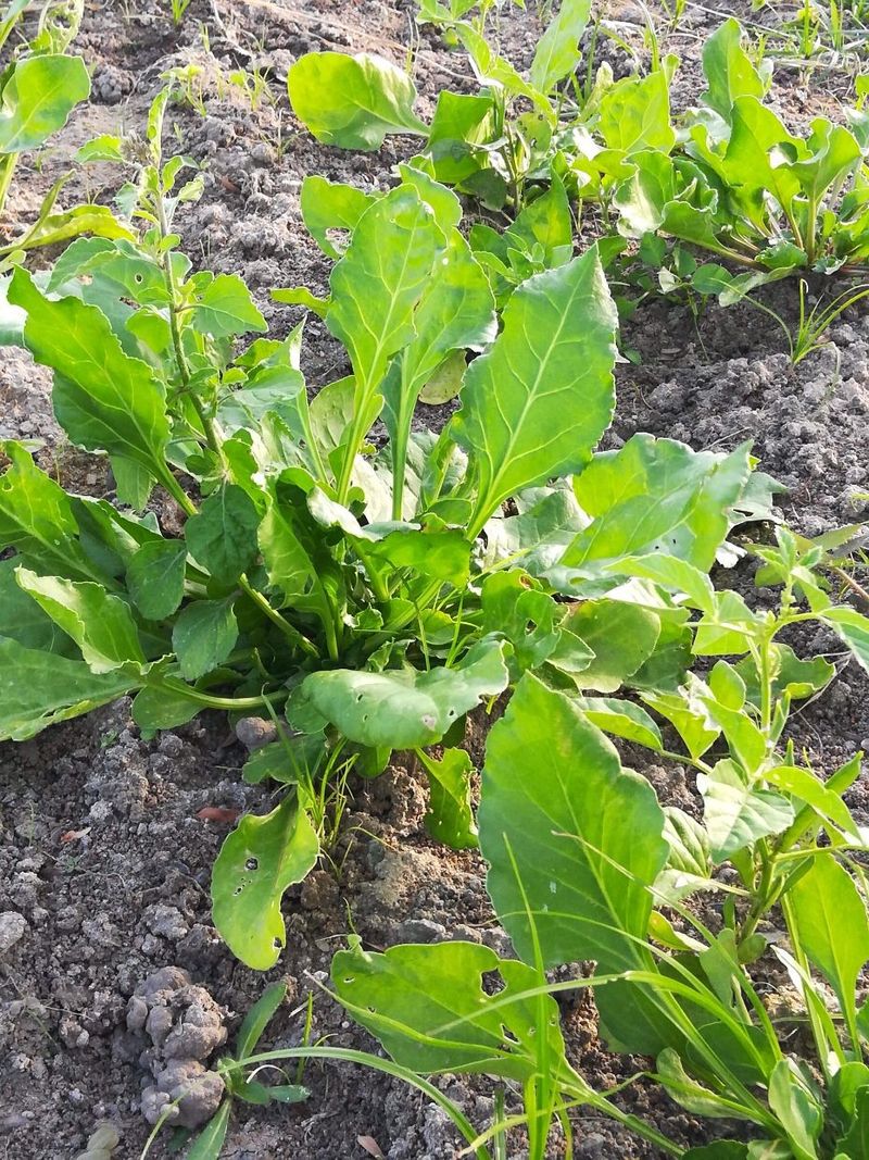 Sayur Beracun Dalam Pesaran