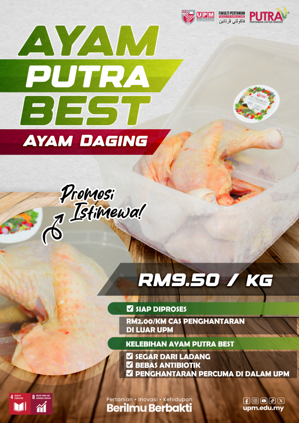 Jualan ayam putrabest